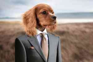 Можно ли проживать в номере со своим домашним животным?